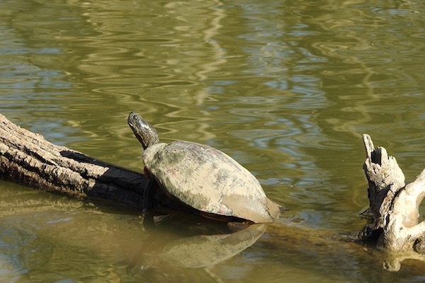 River Cooter at Fort Worth Nature Center and Refuge. Photo by Michael Smith.