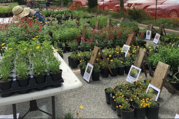 Native plant sale at Heard Museum