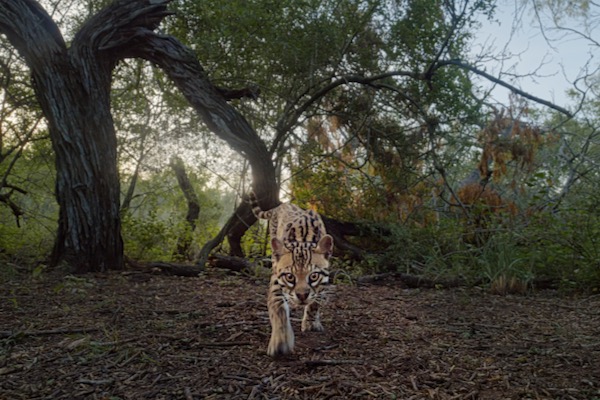 A Texas ocelot. Courtesy of Deep in the Heart of Texas