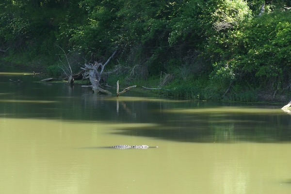 An American alligator cruises along side the Cross Timbers trail at the Fort Worth Nature Center. Photo by Michael Smith.