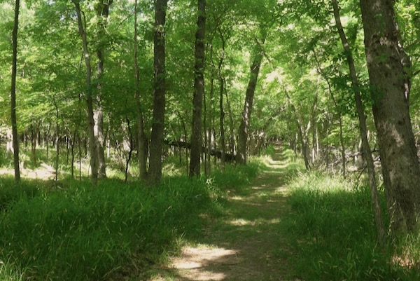 The trail leading deeper into the Cross Timbers Trail forest at the Fort Worth Nature Center. Photo by Michael Smith.