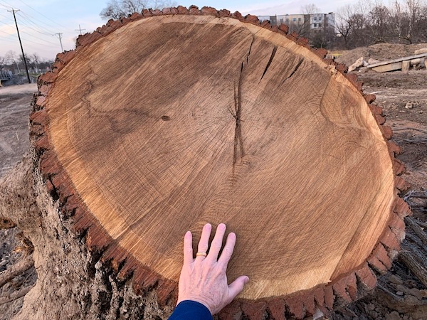 Old tree bulldozed