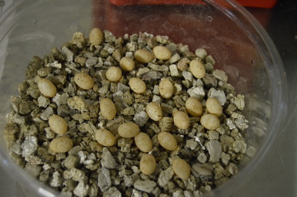 Texas horned lizard eggs incubating at Fort Worth Zoo. Photo courtesy of Fort Worth Zoo.