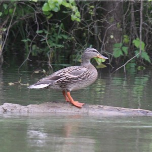 Female mallard in the Elm Fork