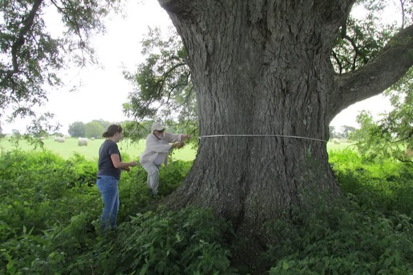 Texas Historic Tree Coalition volunteers Kirbie Houser-Pastenes and Bill Coleman measure the circumference of the Fort Parker Pecan trunk in Groesbeck in 2021. Photo by Steve Houser.