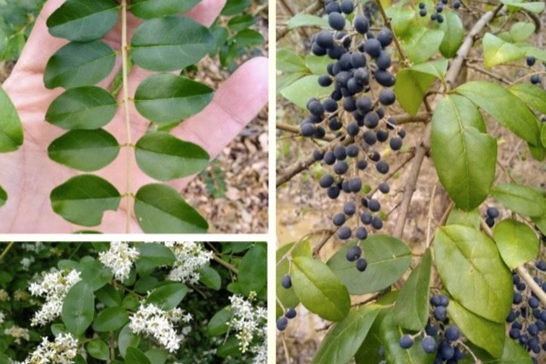 Chinese privet (Ligustrum sinense). Photos and collage by Rick Travis