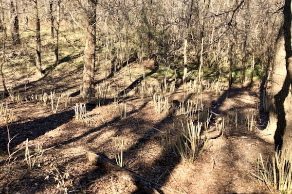 Haley’s one-woman devastation of Chinese privet. Photo by Amy Martin.