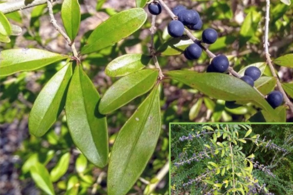 Quihoui privet (Ligustrum quihoui). Photos and collage by Rick Travis. 