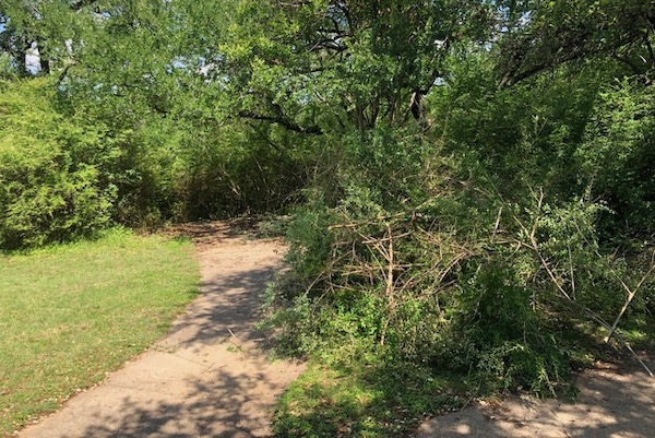 Chinese privet choking live oaks at Tilley Park in Fort Worth. Photo by Jo Ann Thomas Collins. 