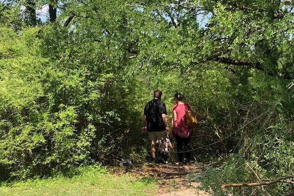 Hikers try to find the trail amid profuse Chinese privet at Tilley Park in Fort Worth. Photo by Jo Ann Thomas Collins. 