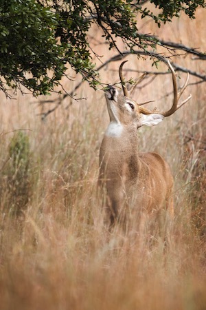 A buck nibbles on privet at the Fort Worth Nature Center and Refuge. Photo by Dave Morgan.