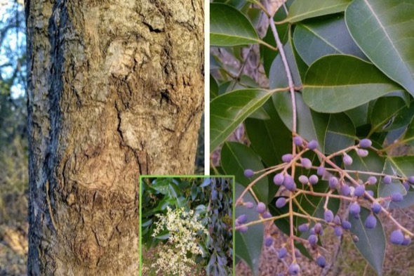 Glossy privet (Ligustrum lucidum). Photos and collage by Rick Travis.