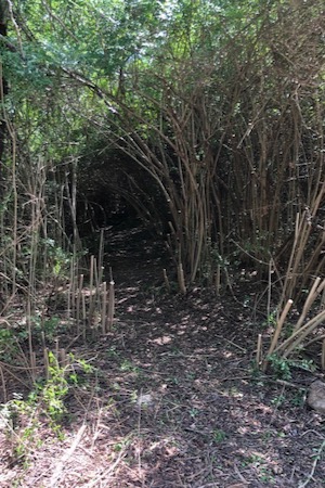 Chinese privet at Tilley Park lopped by volunteers was later herbicide treated by Fort Worth park employees. Photo by Jo Ann Thomas Collins. 