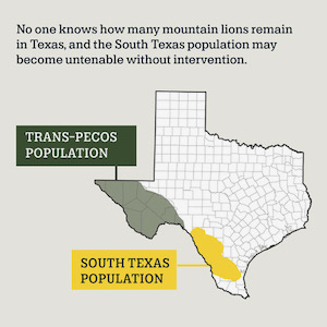 Mountain lion breeding range in Texas. Courtesy of Texans for Mountain Lions