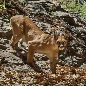 A mountain lion descends a rocky slope in West Texas. 