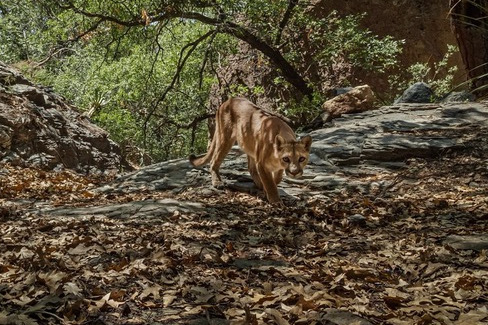 A mountain lion paces through the Davis Mountain forest. Courtesy of Deep in the Heart Film. 