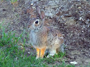 Rabbit Rescue