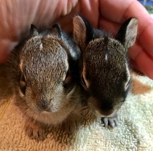 Rabbit rescue