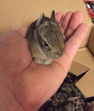 Rabbit Rescue