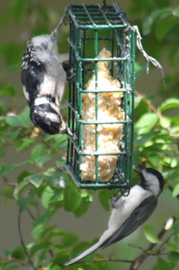 Black-capped chickadee and downy woodpecker enjoy a suet feeder. Photo by Kala Murphy King. 