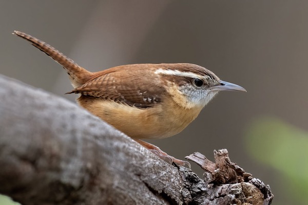 A Carolina wren perches in a park. Photo by Nick DiGennaro. 