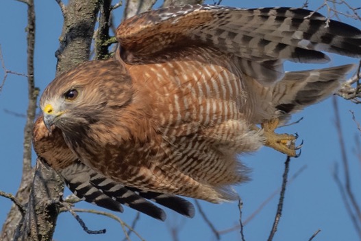  A red-shouldered hawk shows off its forest flying skills. Photo by Nick DiGennaro. 