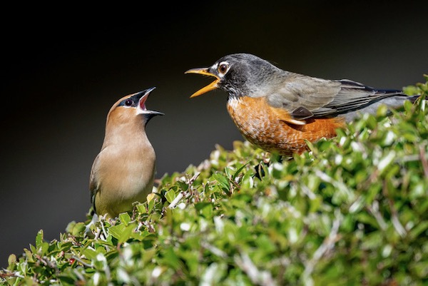  A robin and cedar waxing argue over yaupon berries. Photo by Nick DiGennaro. 