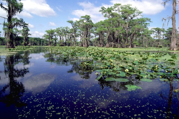 American lotuses ready to bloom at Caddo Lake, an important habitat for endangered and threatened aquatic creatures. Photo courtesy of Texas Parks & Wildlife.