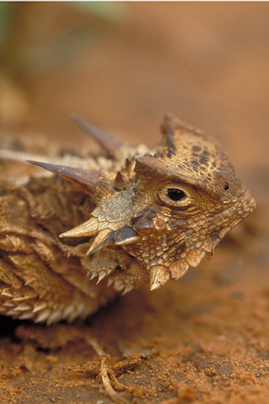 Texas horned lizard. Courtesy of TPWD