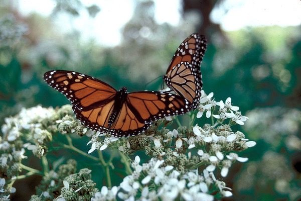 Pollinator gardens for monarchs and others qualify for RAWA grants. Photo courtesy of Texas Parks & Wildlife