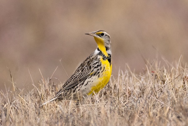PHOTO meadowlark.Connemara.NG.JPG The eastern meadowlark is a Species of Greatest Conservation Need that is dependent on prairies. Photo by Nick DiGennaro.
