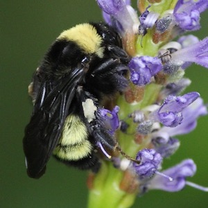 American bumblebees are important yet threatened pollinators. Photo by Carol Clark.