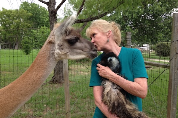 Kathy Rogers hugs Riley the emu while giving a kiss to Brother the llama. Photo by Andrea Ridout.