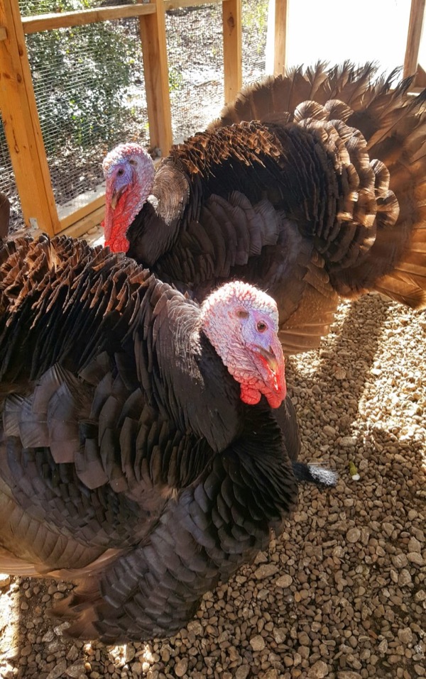 Tom and Eddie, two rescued turkeys, who were brought to Rogers Wildlife facility. Photo courtesy of RWRC.