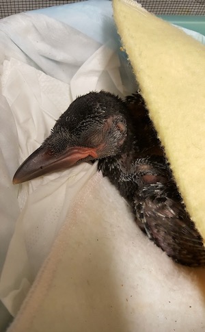 Bird convalescing at Rogers Wildlife Rehab Center