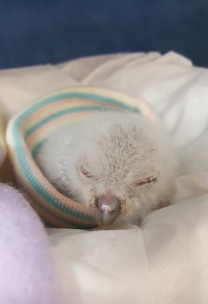 Bird convalescing at Rogers Wildlife Rehabiltation Center