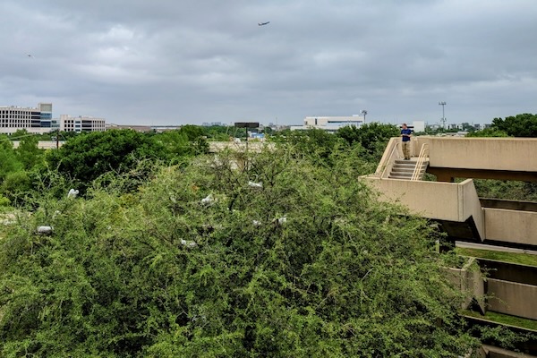 The parking garage affords a view into the canopy nesting birds. Photo by Mei Ling. 