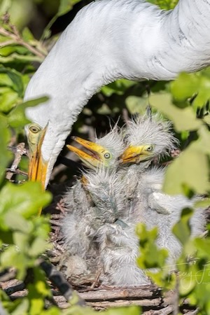 Great egret chicks have ravenous appetites and are prodigious poopers. Photos by Tracey Fandre. 