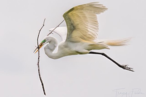 An elegant great egret flies with a large stick back to the rookery. Photo by Tracey Fandre. 