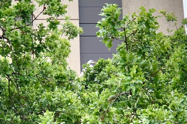 A great egret nests next to a parking garage. Photo by Amy Martin. 