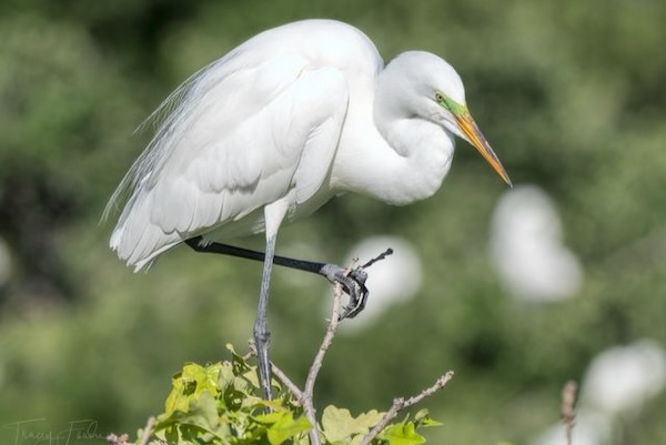 A great egret with breeding plumage and green eye markings perches atop a post oak. Photo by Tracey Fandre. 