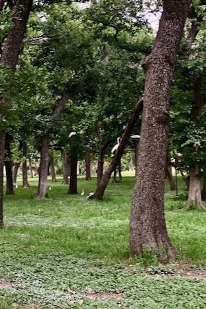 The trail passes through a grove of post oaks and other hardwoods that nesting birds call home. Photo by Amy Martin.