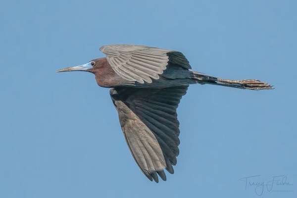 Little blue herons and white ibises are uncommon and exciting to see. Photos by Tracey Fandre. 