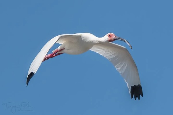 Little blue herons and white ibises are uncommon and exciting to see. Photos by Tracey Fandre