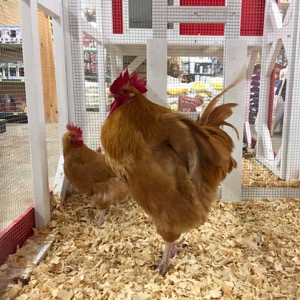 Rooster Home & Hardware - George