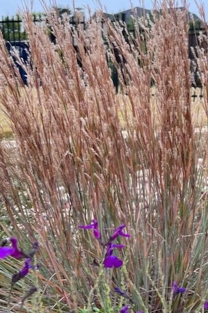 Bluestem features a golden hue in the fall. Photo by Andrea Ridout.