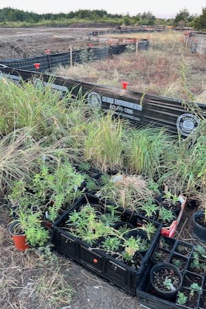 Volunteers came out Saturday to install native plants at Judge Rose Community Park in Dallas. Photo courtesy of Trust for Public Land.