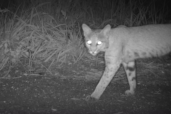 A bobcat strolls across the land bridge in this trail cam image from 2021. Courtesy of city of San Antonio.