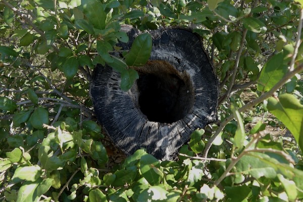 A tree cavity seen from the Skywalk in which a barred owl was seen. Photo by Michael Smith.