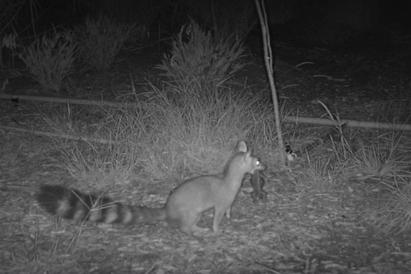 A ringtail holding a Texas spiny lizard is captured on a trail cam on the R.L.B. Tobin Land Bridge. Courtesy of City of San Antonio.